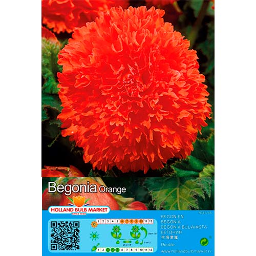 Begonie Fimbriata Orange imagine 1 articol 76387