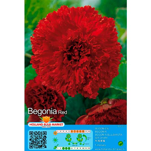 Begonie Fimbriata Red imagine 1 articol 76389