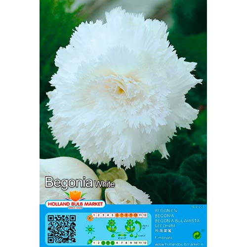 Begonie Fimbriata White imagine 1 articol 76390