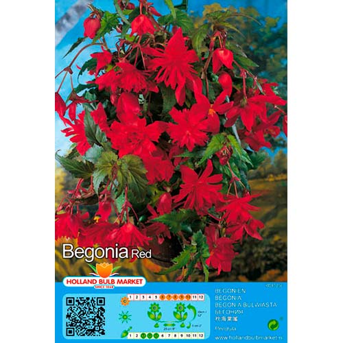 Begonie Pendula Red imagine 1 articol 76392