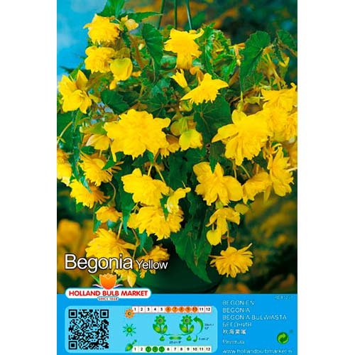 Begonie Pendula Yellow imagine 1 articol 76394