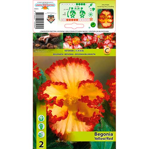 Begonie (Crispa Marginata) Yellow/Red articol fotografie 1 Begonie (Crispa Marginata) Yellow/Red imagine 1 articol 76184
