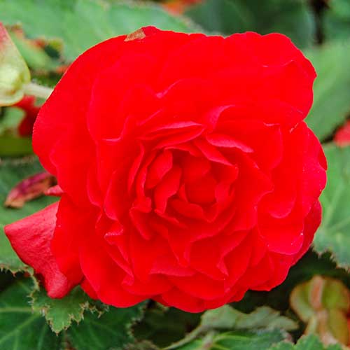 Begonie cu flori mari Smolicka bordo imagine 1 articol 86770