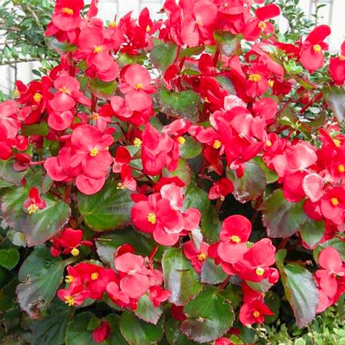 Begonie Kolia F1 bordo Legutko imagine 1 articol 86793