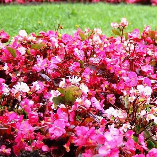 Begonie Kolia F1, mix multicolor imagine 1 articol 86794