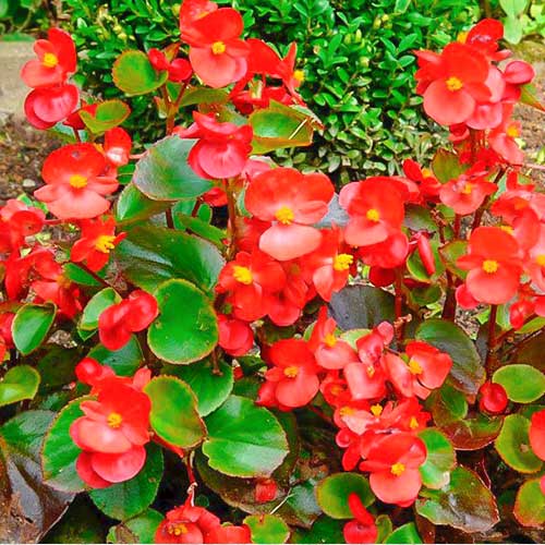 Begonie Kolia F1 roșie Legutko imagine 1 articol 86792