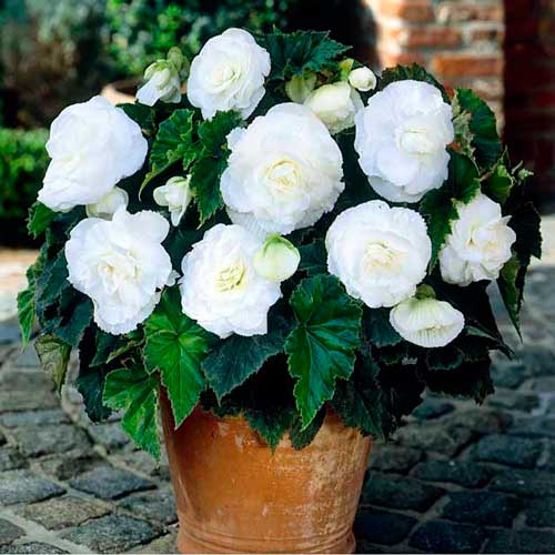 Begonie Pendula F1 albă imagine 1 articol 86773