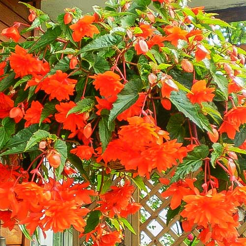 Begonie Pendula F1 portocalie imagine 1 articol 86776