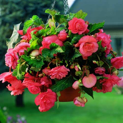 Begonie Pendula F1 roz articol fotografie 1 Begonie Pendula F1 roz imagine 1 articol 86777