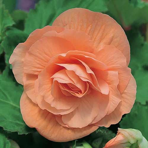 Begonie Pendula F1 somon imagine 1 articol 86775