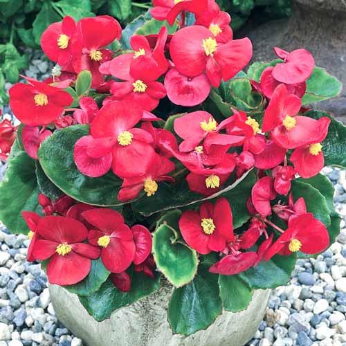 Begonie Prima F1, roșie imagine 1 articol 69565