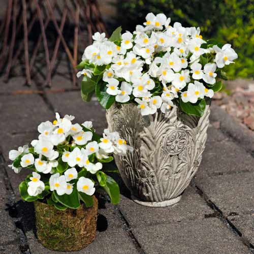 Begonie Vera F1 albă Legutko imagine 1 articol 86785