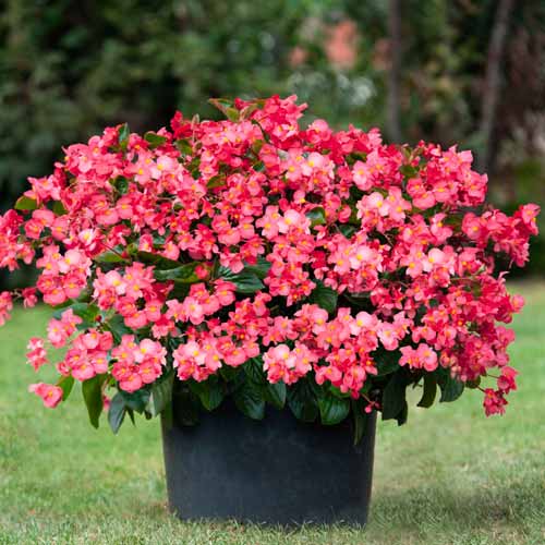 Begonie Vera F1 roz Legutko imagine 1 articol 86787