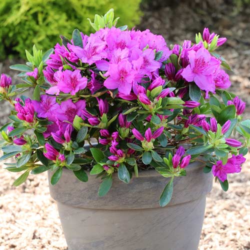 Azalee japoneza Konigstein, P9 imagine 1 articol 5643