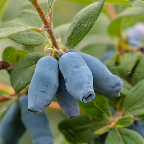 Afin siberian (Boabă de miere) Duet, P9 imagine 1 articol 9227