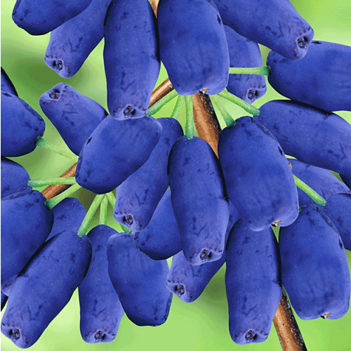 Afin siberian (Boabă de miere) Honey Blue imagine 1 articol 9226