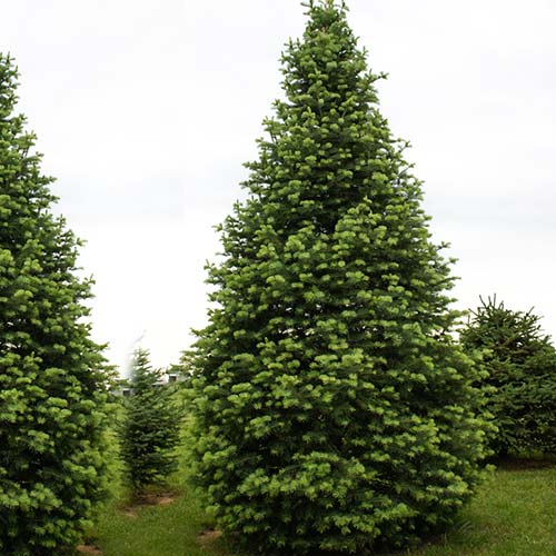 Brad caucazian Ambolouri Tlugi imagine 1 articol 9417