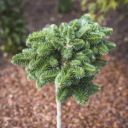 Brad coreean Forest Child, C4 imagine 1 articol 8240