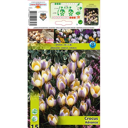 Brândușe Advance imagine 1 articol 68060