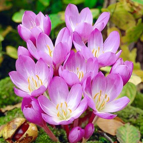 Brândușe de toamnă Rosy Dawn imagine 1 articol 67613