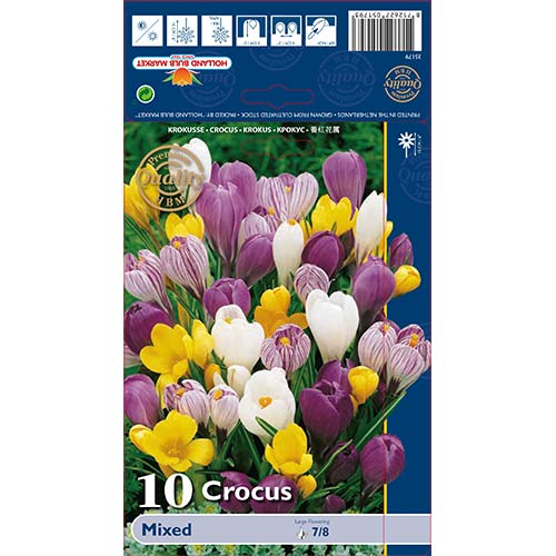 Brândușe gigant mix multicolor articol fotografie 1 Brândușe gigant mix multicolor imagine 1 articol 68015