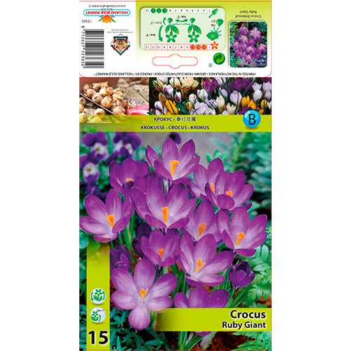 Brândușe Ruby Giant imagine 1 articol 67338