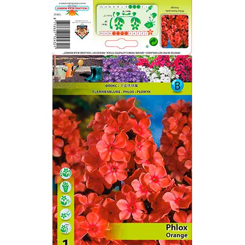 Brumărele Paniculata Orange articol fotografie 1 Brumărele Paniculata Orange imagine 1 articol 76617