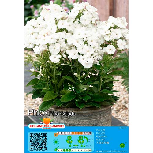 Brumărele Pina Colada imagine 1 articol 76492