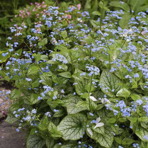 Brunnera Sea Heart, C3 imagine 1 articol 8509