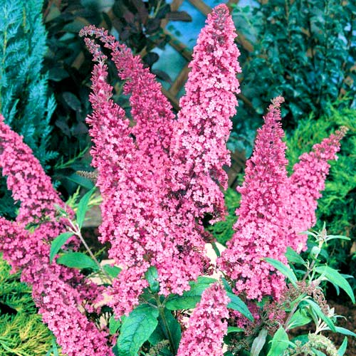 Buddleja davidii Pink Delight articol fotografie 1 Buddleja davidii Pink Delight imagine 1 articol 2505