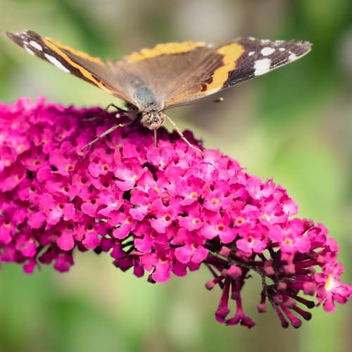 Liliac de vară Royal Red, P9 imagine 1 articol 9011