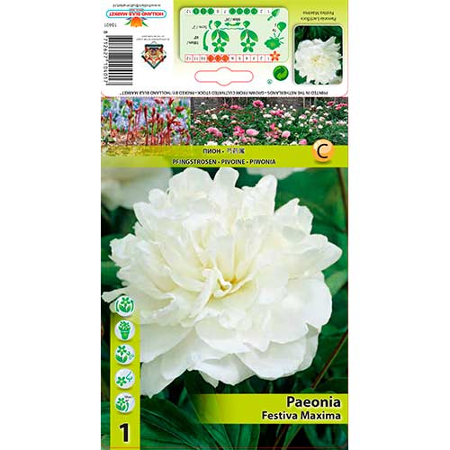 Bujor Festiva Maxima imagine 1 articol 76337