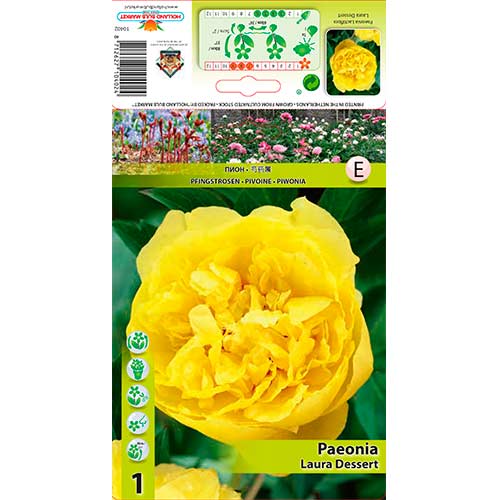 Bujor Laura Dessert imagine 1 articol 76614