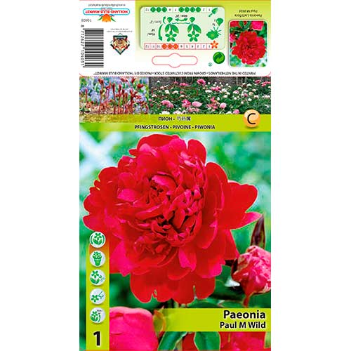 Bujor Paul M Wild imagine 1 articol 76338