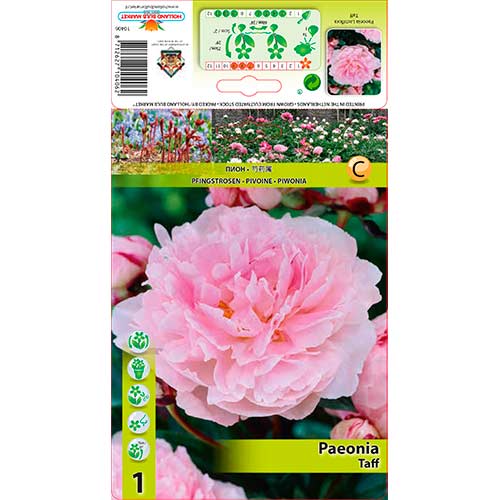 Bujor Taff imagine 1 articol 76341