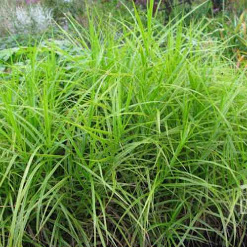 Rogoz (Carex) Variegata imagine 1 articol 01388