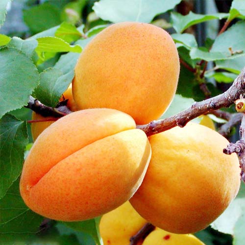 Cais Big Bomba imagine 1 articol 7480