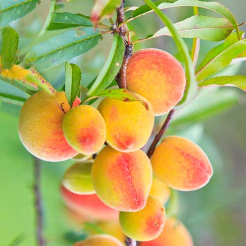 Cais (columnar) Perla imagine 1 articol 2009