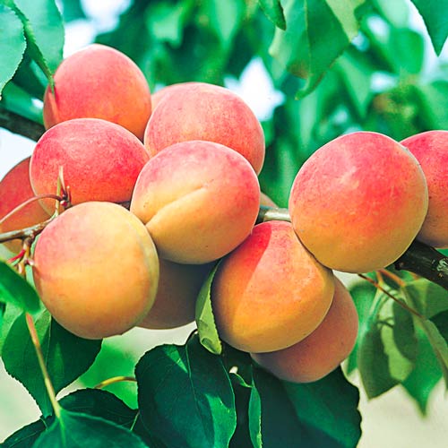 Cais Madlen articol fotografie 1 Cais Madlen imagine 1 articol 7995