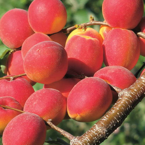 Cais Paroly imagine 1 articol 7955