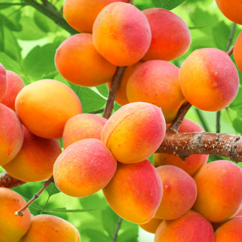 Cais Perla, С2 imagine 1 articol 7953