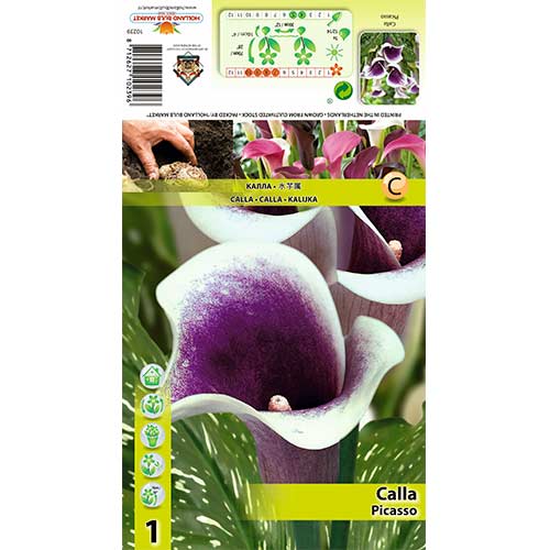 Cală Picasso imagine 1 articol 70362