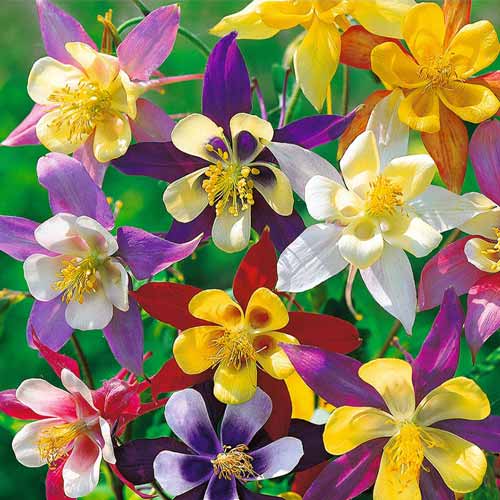 Căldăruşă McKana amestec articol fotografie 1 Căldăruşă McKana amestec imagine 1 articol 66828