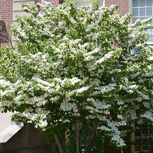 Călin Cascade imagine 1 articol 9576