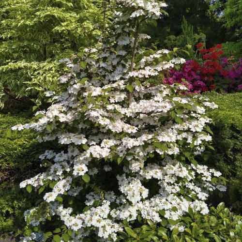 Călin Kilimandjaro Sunrise PBR, C3 imagine 1 articol 8586