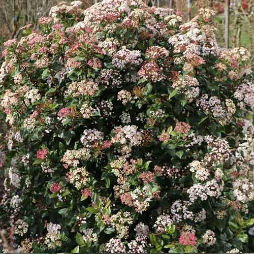 Călin Lisarose imagine 1 articol 4493