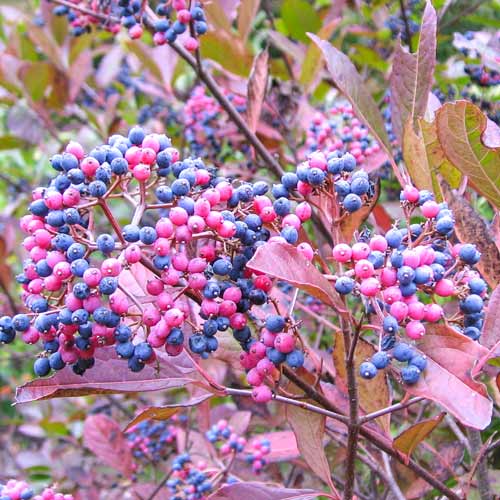 Călin Pink Beauty imagine 1 articol 9577