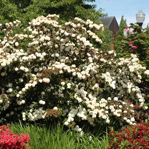 Călin Pinkawai imagine 1 articol 4488