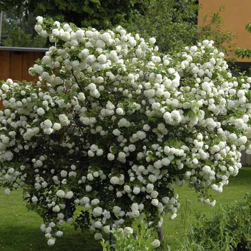 Călin Roseum, C3 imagine 1 articol 8585