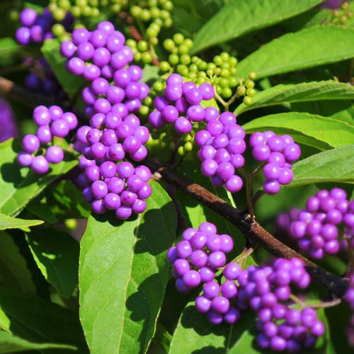 Callicarpa bodinieri Giraldii imagine 1 articol 9532